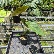 Load image into Gallery viewer, Anthurium Moodeanum x Veitchii, exact plant, Fedex 2day*
