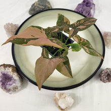 Load image into Gallery viewer, Syngonium Pink Splash Variegated 2.5" pot, Fedex 2day*
