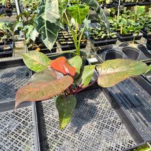 Load image into Gallery viewer, Philodendron Orange Princess Variegated exact plant, Fedex 2day
