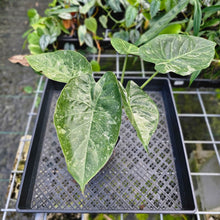 Load image into Gallery viewer, Alocasia Wentii, Exact Plant Variegated
