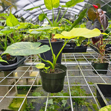 Load image into Gallery viewer, Alocasia Gageana Aurea, Exact Plant Variegated 5&#39;&#39; pot, with baby
