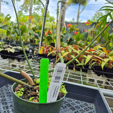 Load image into Gallery viewer, Philodendron Polypodioides, Exact Plant Ships Nationwide
