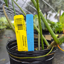 Load image into Gallery viewer, Philodendron Polypodoides, Exact Plant Ships Nationwide
