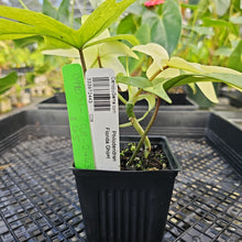 Load image into Gallery viewer, Philodendron Florida Ghost, Exact Plant Ships Nationwide
