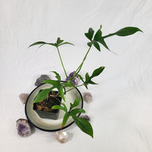 Load image into Gallery viewer, Philodendron Quercifolium x Pedatum, Exact Plant Ships Nationwide
