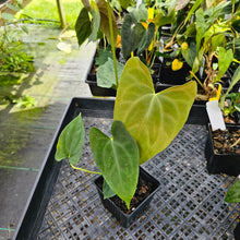 Load image into Gallery viewer, Anthurium Papillilaminum Fort Sherman X ( FS X Ralph Lynam), Exact Plant Ships Nationwide
