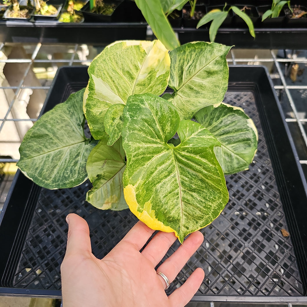 Syngonium Mango Allusion, Orm Thong, Exact Plant Variegated Ships Nationwide