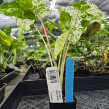 Load image into Gallery viewer, Alocasia Odora Batik, Exact Plant Variegated Ships Nationwide
