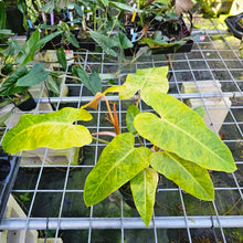 Load image into Gallery viewer, Philodendron Goldiana, Exact Plant aka Maui Gold, double plant
