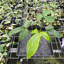 Load image into Gallery viewer, Philodendron Tripartitum exact plant, Fedex 2day*
