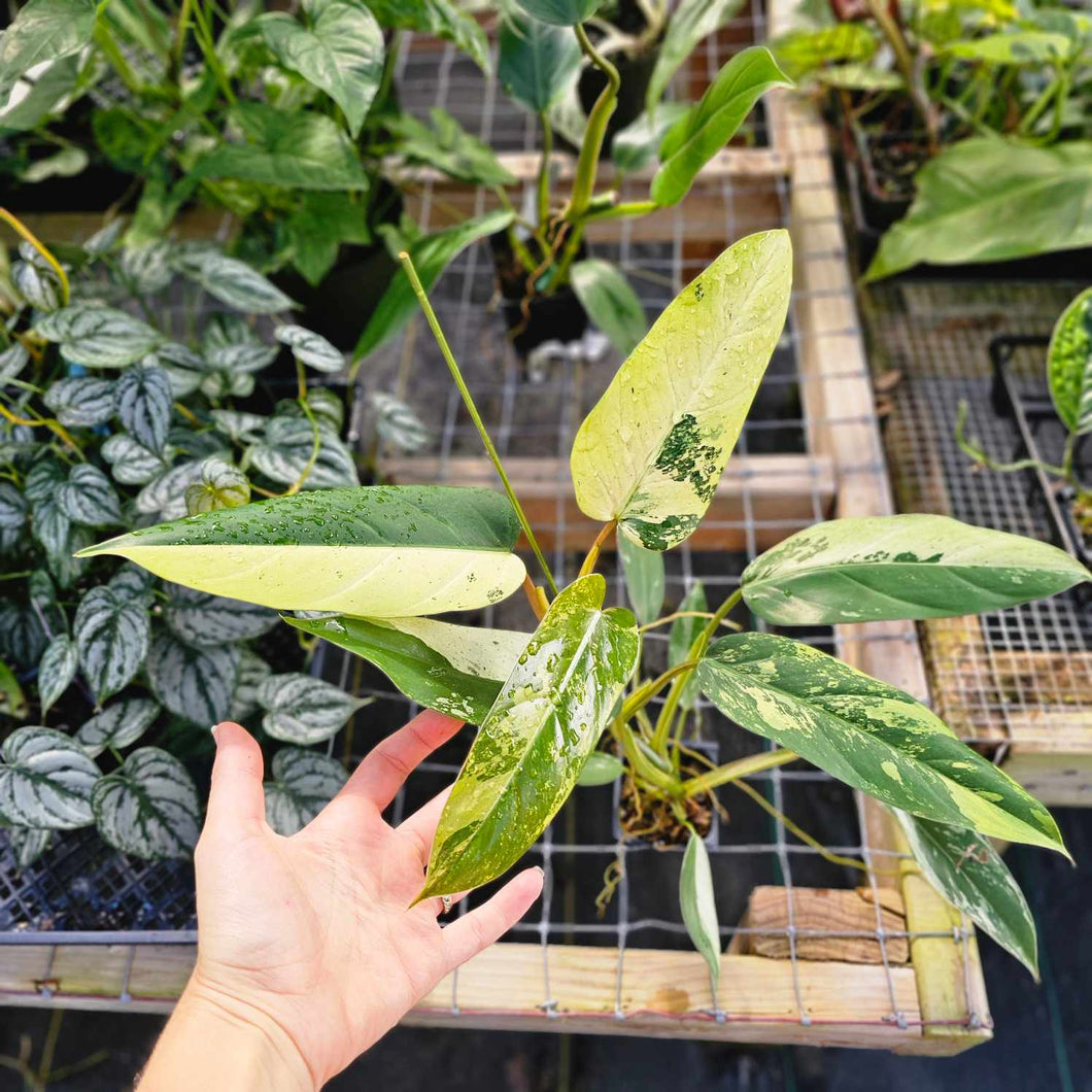 Philodendron Whipple Way, Exact Plant Variegated Ships Nationwide