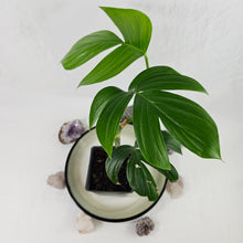 Load image into Gallery viewer, Rhaphidophora Decursiva, Exact Plant Dragon Tail Ships Nationwide
