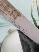Load image into Gallery viewer, Jessica &#39;peace Lily&#39;, Exact Plant, variegated Spathiphyllum
