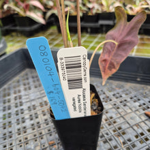 Load image into Gallery viewer, Alocasia Sanderiana Nobilis Aurea Variegated exact plant, Fedex 2day*
