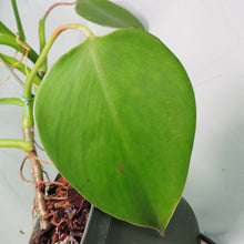 Load image into Gallery viewer, Philodendron Microstictum. Shipped Nationwide
