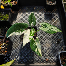 Load image into Gallery viewer, Alocasia Odora, Okinawa Silver, Exact Plant Variegated
