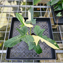 Load image into Gallery viewer, Philodendron Golden Dragon, Exact Plant Variegated
