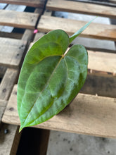 Load image into Gallery viewer, Anthurium (Ace of Spades DF x Kunayalense) x Pap FS 2.5" pot, Fedex 2day*
