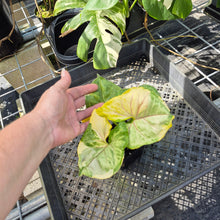 Load image into Gallery viewer, Syngonium Mango Allusion, Orm Thong, Exact Plant Variegated Ships Nationwide
