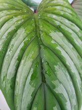 Load image into Gallery viewer, Philodendron Plowmanii, Exact Plant
