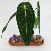 Load image into Gallery viewer, Anthurium Warocqueanum, Queen, Exact Plant Large
