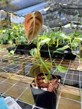 Load image into Gallery viewer, Philodendron Melanochrysum, Exact Plant Variegated Ships Nationwide
