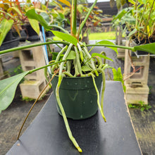 Load image into Gallery viewer, Anthurium Gracile, Exact Plant Ships Nationwide
