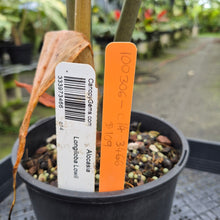 Load image into Gallery viewer, Alocasia Longiloba Lowii exact plant, Fedex 2day*
