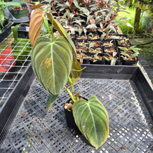 Load image into Gallery viewer, Philodendron Melanochrysum Variegated exact plant, Fedex 2day*
