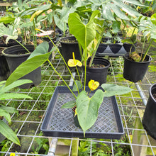 Load image into Gallery viewer, Anthurium Shibori, Exact Plant Variegated
