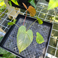 Load image into Gallery viewer, Anthurium Red Beauty, Exact Plant
