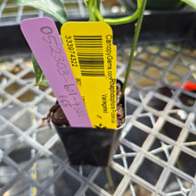 Load image into Gallery viewer, Rhaphidophora Puberula, Exact Plant Variegated Ships Nationwide
