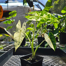 Load image into Gallery viewer, Alocasia Frydek, Exact Plant Variegated
