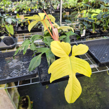 Load image into Gallery viewer, Philodendron Florida Ghost exact plant, Fedex 2day*
