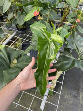 Load image into Gallery viewer, Philodendron Thaumatophyllum Goeldii X Selloum "African Fantasy exact plant, Fedex 2day*
