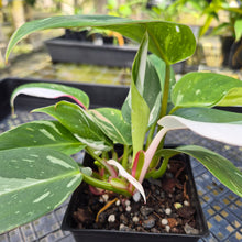 Load image into Gallery viewer, Philodendron White Princess, Exact Plant Variegated
