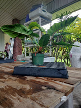 Load image into Gallery viewer, Philodendron Jungle Fever Mint, Exact Plant Variegated Ships Nationwide
