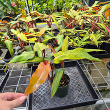 Load image into Gallery viewer, Philodendron Orange Marmalade, Exact Plant Ships Nationwide
