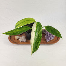 Load image into Gallery viewer, Philodendron Jose Buono, Exact Plant Variegated
