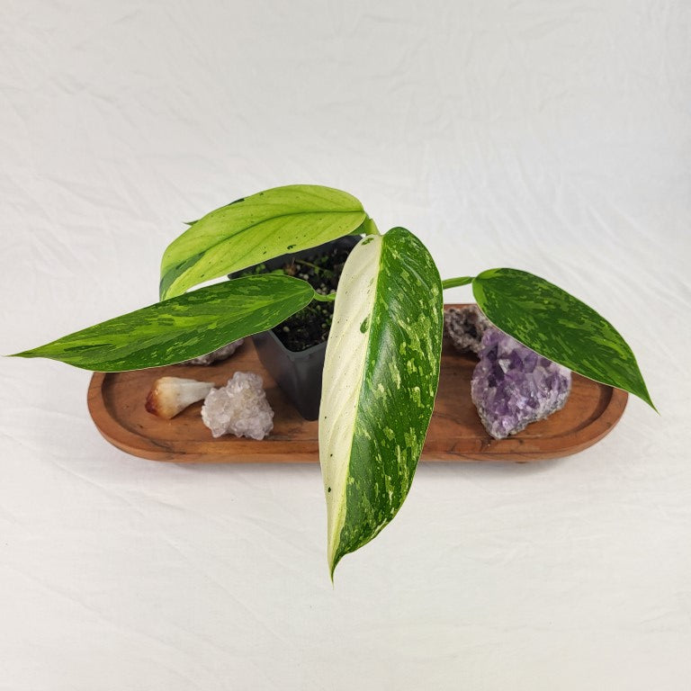 Philodendron Jose Buono, Exact Plant Variegated