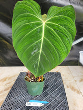 Load image into Gallery viewer, Philodendron Gloriosum, Pink Veined Back, Exact Plant Ships Nationwide
