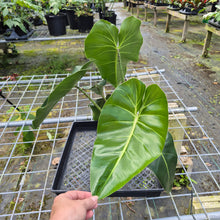 Load image into Gallery viewer, Philodendron Cordatum Kunth, Exact Plant
