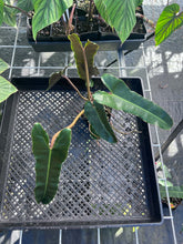 Load image into Gallery viewer, Philodendron Atabapoense Dark Form, Exact Plant Ships Nationwide
