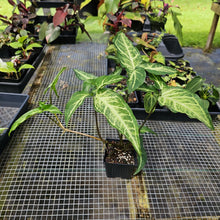 Load image into Gallery viewer, Syngonium Angustatum Little Star, Exact Plant

