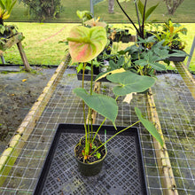 Load image into Gallery viewer, Anthurium Peppermint Splash, Shibori AFF, speckled , Ships Nationwide
