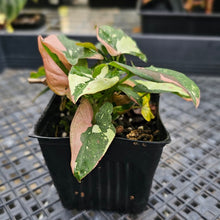 Load image into Gallery viewer, Syngonium Red Spot Tricolor, Exact Plant Variegated multi pot Ships Nationwide
