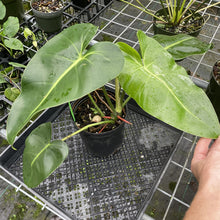 Load image into Gallery viewer, Philodendron Cordatum Kunth exact plant, Fedex 2day*
