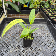 Load image into Gallery viewer, Anthurium Vittarifolium , Exact Plant Variegated Ships Nationwide
