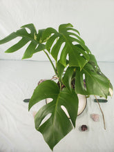Load image into Gallery viewer, Borsigiana Albo, Exact Plant, low variegation, Monstera
