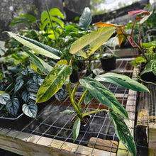 Load image into Gallery viewer, Philodendron Whipple Way, Exact Plant Variegated Ships Nationwide
